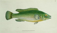 Antique fish print for sale  SHREWSBURY
