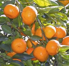 Satsuma fruit tree for sale  Deville