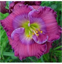 Lavender blue baby for sale  Levittown