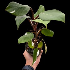 Philodendron white knight for sale  Old Town