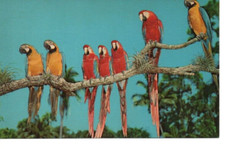 Cartão postal FL Vero Beach Florida McKee Jungle Gardens araras F26 comprar usado  Enviando para Brazil