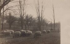 1900s flock sheep for sale  Carlsbad