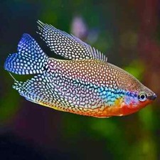 Pearl gourami live for sale  Chestertown