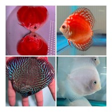 discus aquarium for sale discus aquarium for sale San Jose