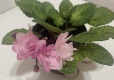African violet lilian for sale  Puyallup