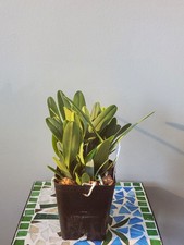Epidendrum ciliare pot for sale  Delaware