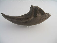 Dinosaur replica footclaw usato  Spedire a Italy