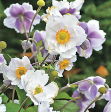 Anemone japanese dancing for sale  Malvern