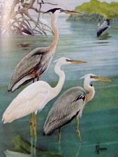 Ornithologie oiseaux floride d'occasion  Vierzon