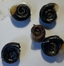 Assorted large ramshorn for sale  Donner