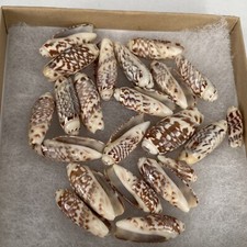 Abalone seashell pieces for sale  Phoenix