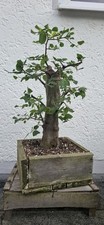 Hainbuche carpinus betulus gebraucht kaufen  Pfaffenhofen a.d.Ilm