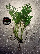 Bolbitis difformis mini for sale  COLWYN BAY