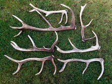 Abwurfstangen rothirsch hirsch gebraucht kaufen  Frankenblick, Schalkau