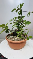 Pre bonsai carpino usato  Reggello