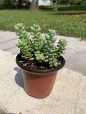 Sedum burrito burro for sale  Quincy