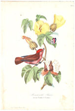 Gravure oiseau moucherolle d'occasion  Montargis