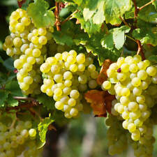 White grape vitis for sale  GLASGOW