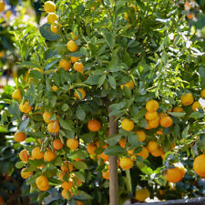 Citrus calamondin panama for sale  PETERBOROUGH