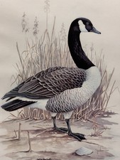 canada art geese print for sale canada art geese print for sale Saint Petersburg