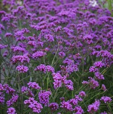 Verbena bonariensis lollipop for sale  LONDON