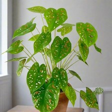 Florida clown caladium d'occasion  Expédié en Belgium