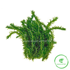 20x egeria densa gebraucht kaufen 20x egeria densa gebraucht kaufen  Neustadt/Dosse