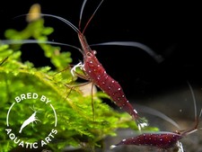Cardinal sulawesi shrimp for sale  Indianapolis