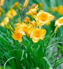 Evergreen stella daylily for sale  Denver