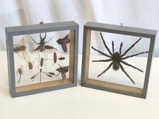Framed bugs insects for sale  SCARBOROUGH