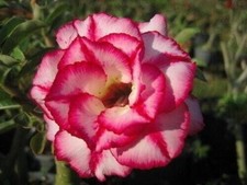 Semi adenium obesum usato  Italia
