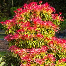 Pieris japonica mountain for sale  UK