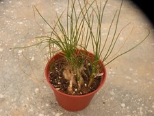 albuca spiralis d'occasion albuca spiralis d'occasion Prades