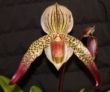paphiopedilum for sale paphiopedilum for sale Walnut
