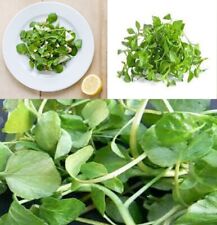 Watercress seeds 2500 for sale  BROCKENHURST