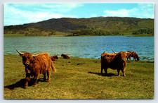 Postcard scottish highland for sale  Kansas City