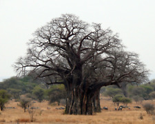 Baobab affenbrotbaum adansonia gebraucht kaufen  Schwülper