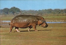 Tiere nilpferd hippopotamus gebraucht kaufen  Deutschland