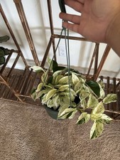 Pothos variegated live for sale  Marysville