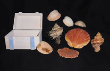 Seemannskiste muscheln schneck gebraucht kaufen  Duisburg