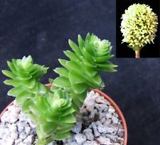 Crassula estagnol choice for sale  EASTBOURNE