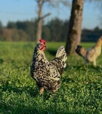 Bruteier schwedische blumenhü gebraucht kaufen  Wangen im Allgäu