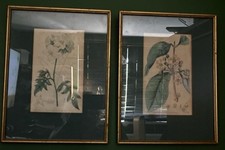 Pair georgian botany for sale  LONDON
