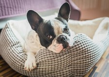 Adorable french bulldog for sale  SELBY