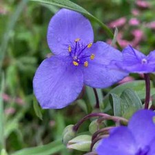Spiderwort plants ready for sale  Newland