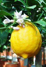 Zitronenbaum citrus meyeri gebraucht kaufen  Dortmund