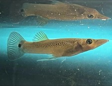 fish livebearing for sale fish livebearing for sale Key Largo