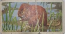 brooke bond british wildlife for sale  LITTLEHAMPTON