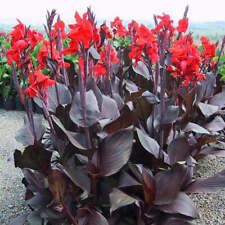 Canna lily tropicanna for sale  ROMSEY