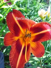 Taglilie hemerocallis berliner gebraucht kaufen  Hesel